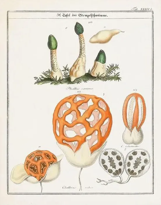 Framed Print : Vintage botanical illustration of mushrooms and fungi from the early 19th century Framed Print : Vintage botanical illustration of mushrooms and fungi from the early 19th century