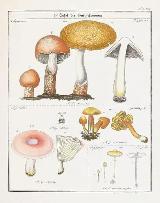 Framed Print : Vintage botanical illustration of mushrooms and fungi from the early 19th century Framed Print : Vintage botanical illustration of mushrooms and fungi from the early 19th century