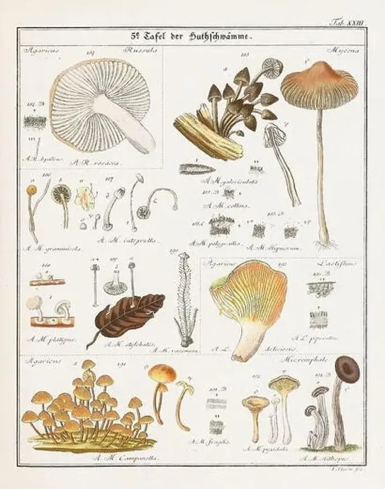 Framed Print : Vintage botanical illustration of mushrooms and fungi from the early 19th century Framed Print : Vintage botanical illustration of mushrooms and fungi from the early 19th century
