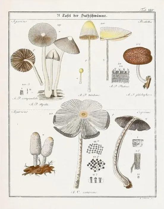 Framed Print : Vintage botanical illustration of mushrooms and fungi from the early 19th century Framed Print : Vintage botanical illustration of mushrooms and fungi from the early 19th century