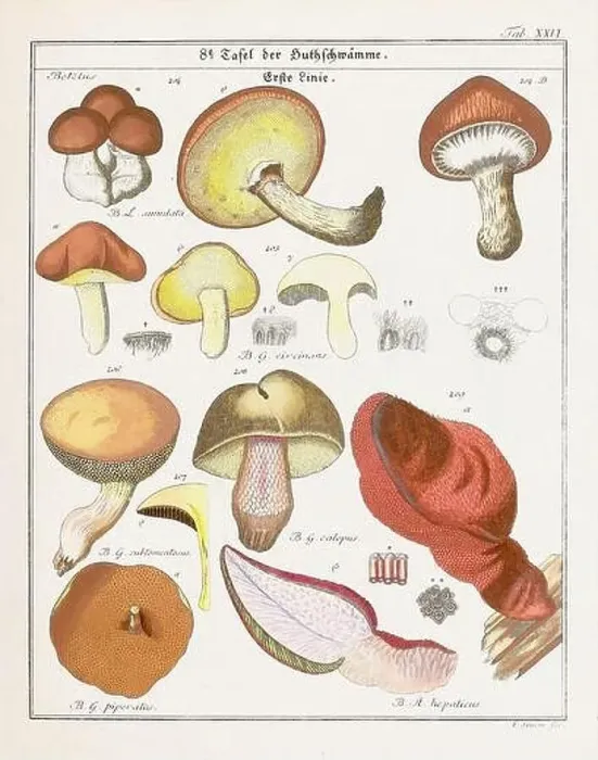 Framed Print : Vintage botanical illustration of mushrooms and fungi from the early 19th century Framed Print : Vintage botanical illustration of mushrooms and fungi from the early 19th century