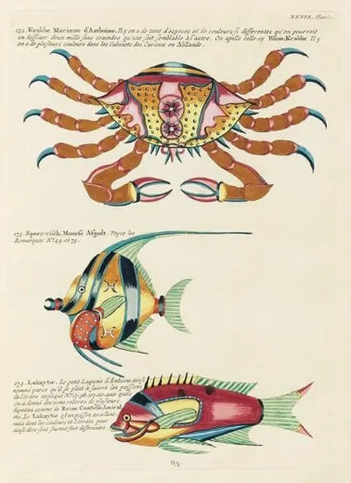 Framed Print : Vintage Colorful Fishes and Crabs illustration. 1750 Amsterdam's Antique Illustration of Colorful Fishes and Crabs Framed Print : Vintage Colorful Fishes and Crabs illustration. 1750 Amsterdam's Antique Illustration of Colorful Fishes and Crabs