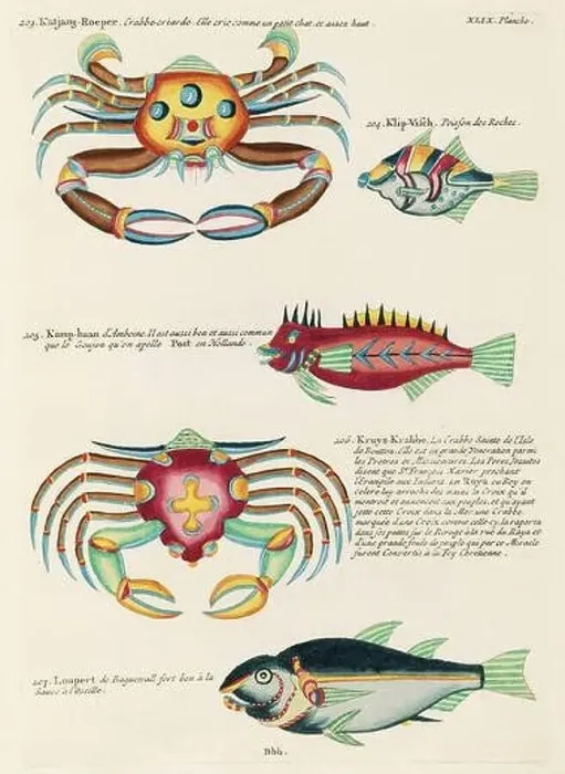 Framed Print : Vintage Colorful Fishes and Crabs illustration. 1750 Amsterdam's Antique Illustration of Colorful Fishes and Crabs Framed Print : Vintage Colorful Fishes and Crabs illustration. 1750 Amsterdam's Antique Illustration of Colorful Fishes and Crabs