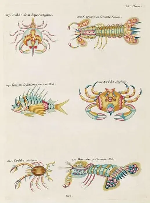 Framed Print : Vintage Colorful Fishes illustration. 1750 Amsterdam's Antique Illustration of Colorful Crabs Framed Print : Vintage Colorful Fishes illustration. 1750 Amsterdam's Antique Illustration of Colorful Crabs