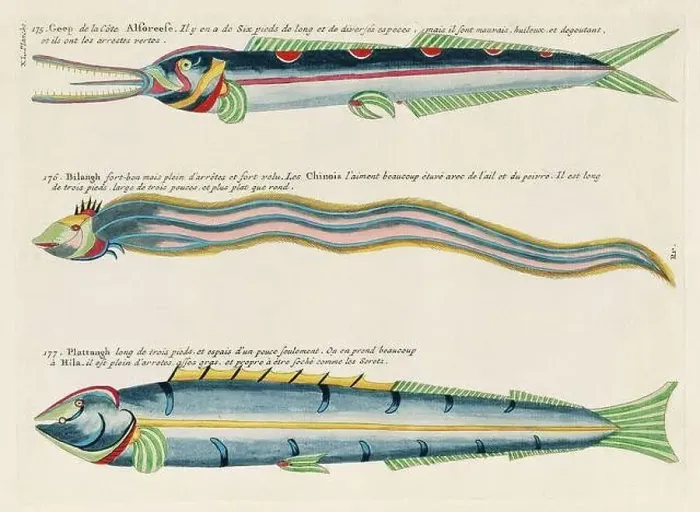 Framed Print : Vintage Colorful Fishes illustration. 1750 Amsterdam's Antique Illustration of Colorful Fishes Framed Print : Vintage Colorful Fishes illustration. 1750 Amsterdam's Antique Illustration of Colorful Fishes