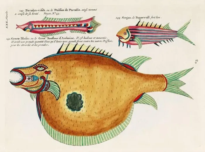 Framed Print : Vintage Colorful Fishes illustration. 1750 Amsterdam's Antique Illustration of Colorful Fishes Framed Print : Vintage Colorful Fishes illustration. 1750 Amsterdam's Antique Illustration of Colorful Fishes