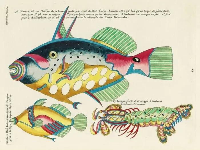 Framed Print : Vintage Colorful Fishes illustration. 1750 Amsterdam's Antique Illustration of Colorful Fishes Framed Print : Vintage Colorful Fishes illustration. 1750 Amsterdam's Antique Illustration of Colorful Fishes