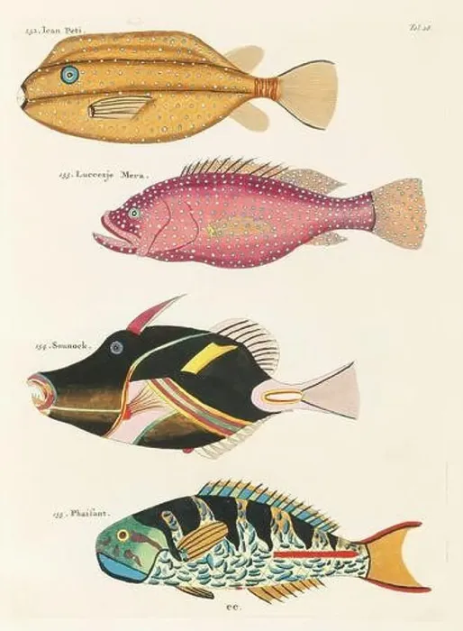 Framed Print : Vintage Colorful Fishes illustration. 1750 Amsterdam's Antique Illustration of Colorful Fishes Framed Print : Vintage Colorful Fishes illustration. 1750 Amsterdam's Antique Illustration of Colorful Fishes