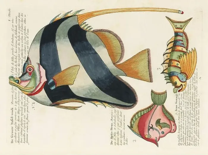 Framed Print : Vintage Colorful Fishes illustration. 1750 Amsterdam's Antique Illustration of Colorful Fishes Framed Print : Vintage Colorful Fishes illustration. 1750 Amsterdam's Antique Illustration of Colorful Fishes