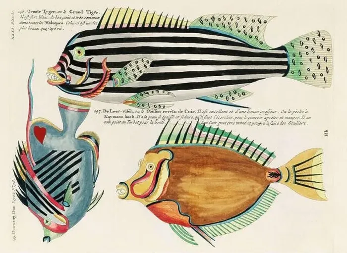 Framed Print : Vintage Colorful Fishes illustration. 1750 Amsterdam's Antique Illustration of Colorful Fishes Framed Print : Vintage Colorful Fishes illustration. 1750 Amsterdam's Antique Illustration of Colorful Fishes