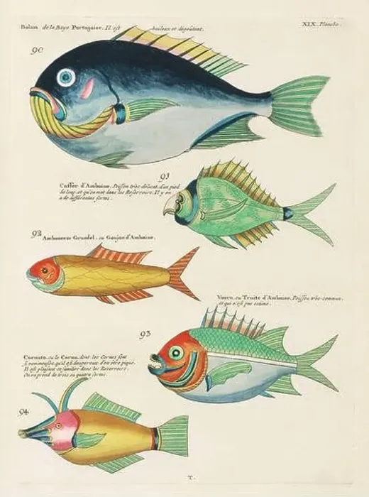 Framed Print : Vintage Colorful Fishes illustration. 1750 Amsterdam's Antique Illustration of Colorful Fishes Framed Print : Vintage Colorful Fishes illustration. 1750 Amsterdam's Antique Illustration of Colorful Fishes