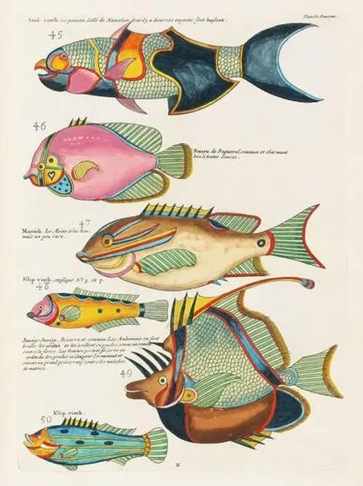 Framed Print : Vintage Colorful Fishes illustration. 1750 Amsterdam's Antique Illustration of Colorful Fishes Framed Print : Vintage Colorful Fishes illustration. 1750 Amsterdam's Antique Illustration of Colorful Fishes