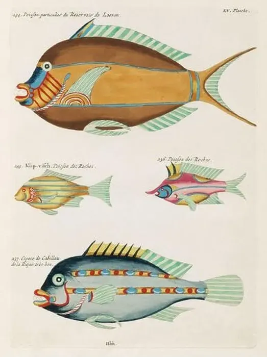 Framed Print : Vintage Colorful Fishes illustration. 1750 Amsterdam's Antique Illustration of Colorful Fishes Framed Print : Vintage Colorful Fishes illustration. 1750 Amsterdam's Antique Illustration of Colorful Fishes