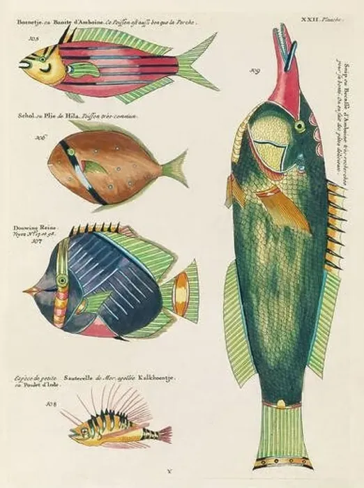 Framed Print : Vintage Colorful Fishes illustration. 1750 Amsterdam's Antique Illustration of Colorful Fishes Framed Print : Vintage Colorful Fishes illustration. 1750 Amsterdam's Antique Illustration of Colorful Fishes