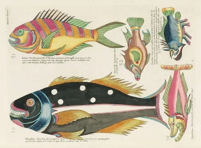 Framed Print : Vintage Colorful Fishes illustration. 1750 Amsterdam's Antique Illustration of Colorful Fishes Framed Print : Vintage Colorful Fishes illustration. 1750 Amsterdam's Antique Illustration of Colorful Fishes