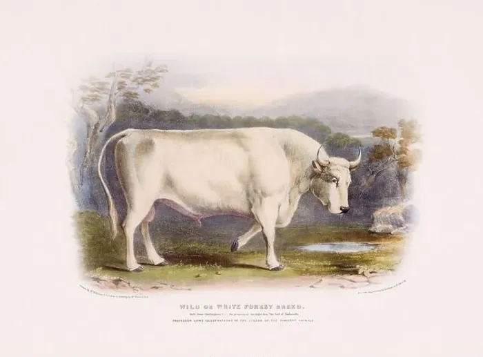 Framed Print : Vintage Cow illustration from a mid-19th-century book on domestic animal breeds Framed Print : Vintage Cow illustration from a mid-19th-century book on domestic animal breeds