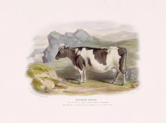 Framed Print : Vintage Cow illustration from a mid-19th-century book on domestic animal breeds