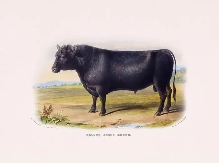 Framed Print : Vintage Cow illustration from a mid-19th-century book on domestic animal breeds Framed Print : Vintage Cow illustration from a mid-19th-century book on domestic animal breeds