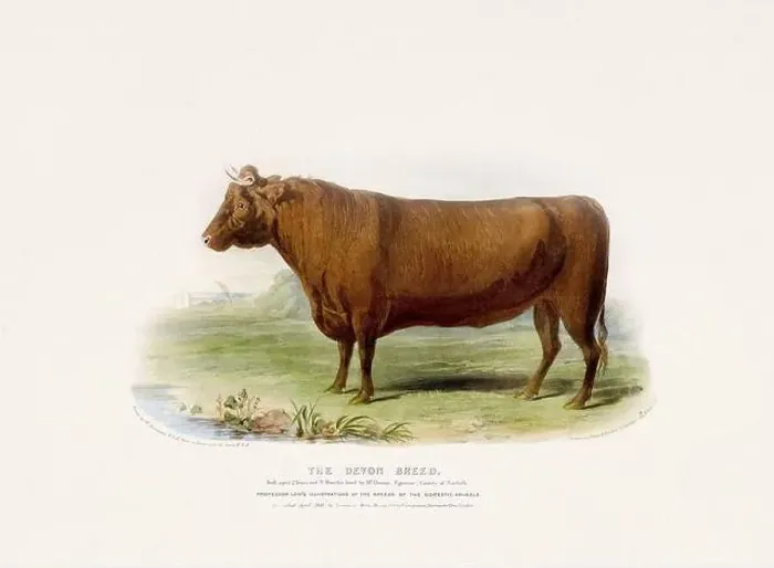 Framed Print : Vintage Cow illustration from a mid-19th-century book on domestic animal breeds Framed Print : Vintage Cow illustration from a mid-19th-century book on domestic animal breeds