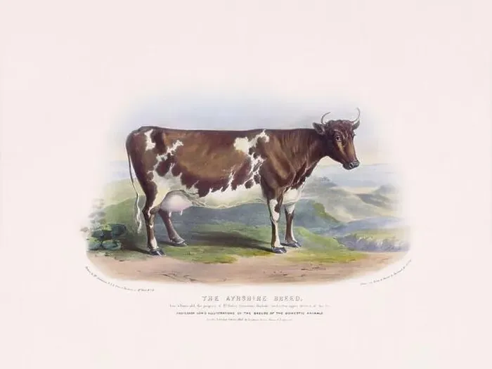 Framed Print : Vintage Cow illustration from a mid-19th-century book on domestic animal breeds Framed Print : Vintage Cow illustration from a mid-19th-century book on domestic animal breeds