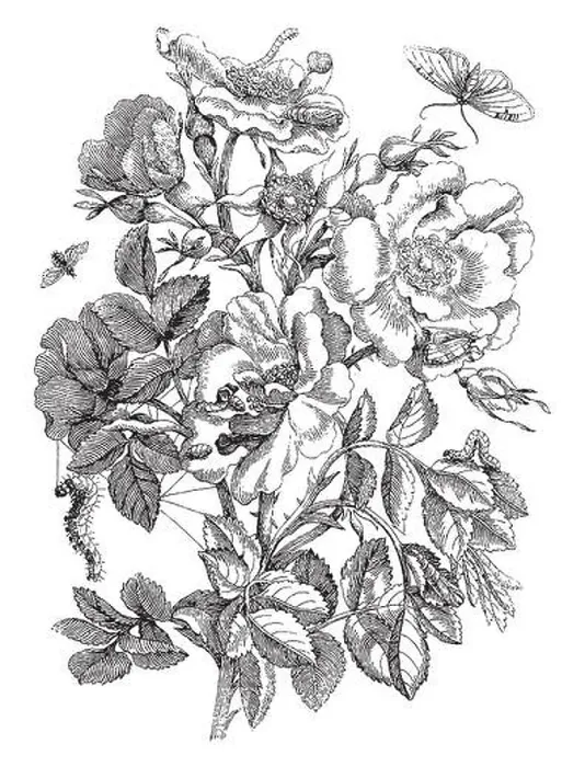 Framed Print : Vintage engraving style vector illustration of bouquet of roses with blossoms and leaves
