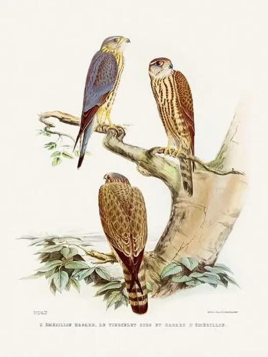 Framed Print : Vintage falconry illustration from a French book published in the mid-19th century. Circa 1845 Framed Print : Vintage falconry illustration from a French book published in the mid-19th century. Circa 1845