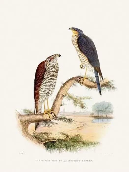 Framed Print : Vintage falconry illustration from a French book published in the mid-19th century. Circa 1845 Framed Print : Vintage falconry illustration from a French book published in the mid-19th century. Circa 1845