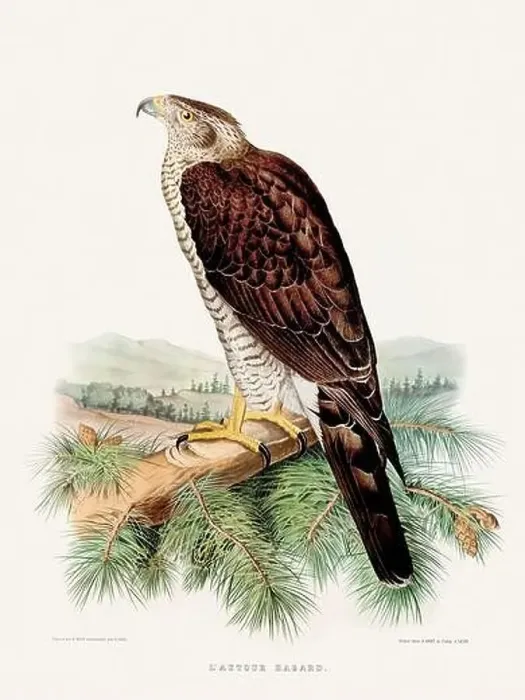 Framed Print : Vintage falconry illustration from a French book published in the mid-19th century. Circa 1845 Framed Print : Vintage falconry illustration from a French book published in the mid-19th century. Circa 1845
