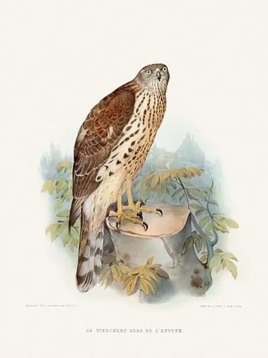 Framed Print : Vintage falconry illustration from a French book published in the mid-19th century. Circa 1845 Framed Print : Vintage falconry illustration from a French book published in the mid-19th century. Circa 1845