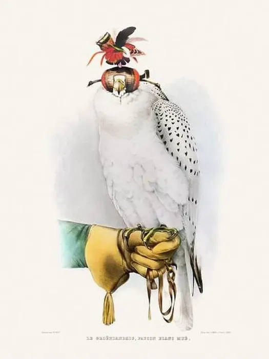 Framed Print : Vintage falconry illustration from a French book published in the mid-19th century. Circa 1845 Framed Print : Vintage falconry illustration from a French book published in the mid-19th century. Circa 1845