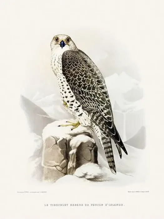 Framed Print : Vintage falconry illustration from a French book published in the mid-19th century. Circa 1845 Framed Print : Vintage falconry illustration from a French book published in the mid-19th century. Circa 1845