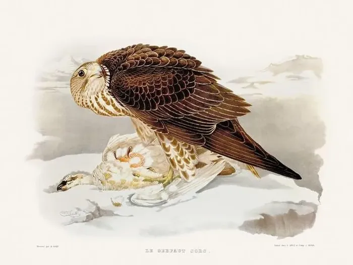 Framed Print : Vintage falconry illustration from a French book published in the mid-19th century. Circa 1845 Framed Print : Vintage falconry illustration from a French book published in the mid-19th century. Circa 1845