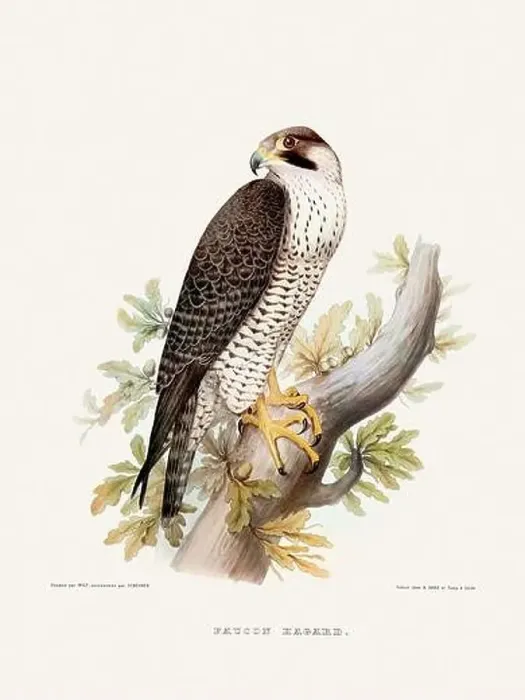 Framed Print : Vintage falconry illustration from a French book published in the mid-19th century. Circa 1845 Framed Print : Vintage falconry illustration from a French book published in the mid-19th century. Circa 1845