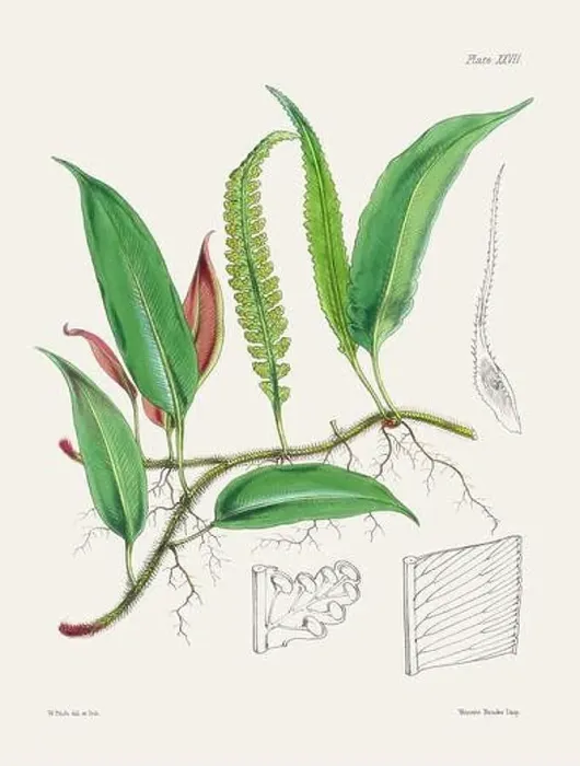 Framed Print : Vintage fern illustration. Botanical art from a book published in London, circa 1859 Framed Print : Vintage fern illustration. Botanical art from a book published in London, circa 1859