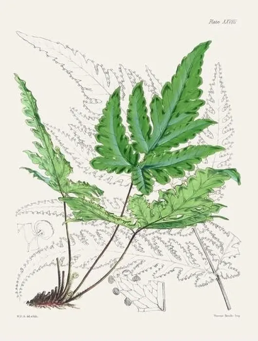 Framed Print : Vintage fern illustration. Botanical art from a book published in London, circa 1859 Framed Print : Vintage fern illustration. Botanical art from a book published in London, circa 1859