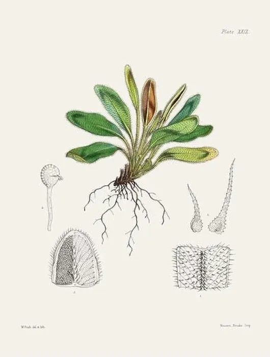 Framed Print : Vintage fern illustration. Botanical art from a book published in London, circa 1859 Framed Print : Vintage fern illustration. Botanical art from a book published in London, circa 1859