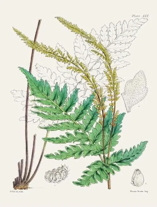 Framed Print : Vintage fern illustration. Botanical art from a book published in London, circa 1859 Framed Print : Vintage fern illustration. Botanical art from a book published in London, circa 1859