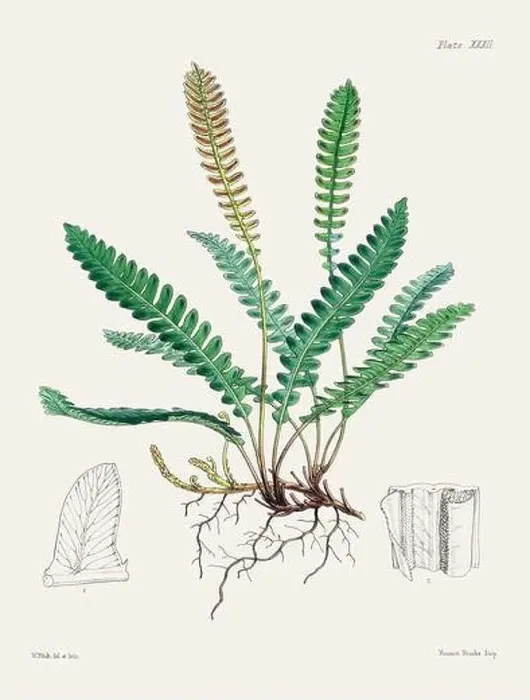 Framed Print : Vintage fern illustration. Botanical art from a book published in London, circa 1859 Framed Print : Vintage fern illustration. Botanical art from a book published in London, circa 1859