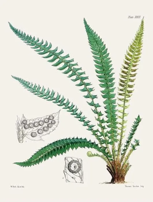 Framed Print : Vintage fern illustration. Botanical art from a book published in London, circa 1859 Framed Print : Vintage fern illustration. Botanical art from a book published in London, circa 1859
