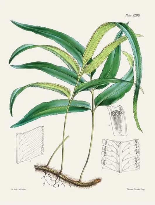 Framed Print : Vintage fern illustration. Botanical art from a book published in London, circa 1859 Framed Print : Vintage fern illustration. Botanical art from a book published in London, circa 1859