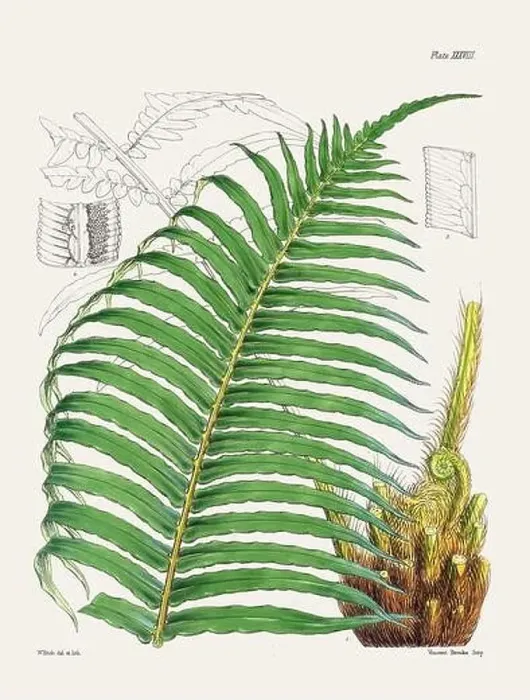 Framed Print : Vintage fern illustration. Botanical art from a book published in London, circa 1859 Framed Print : Vintage fern illustration. Botanical art from a book published in London, circa 1859