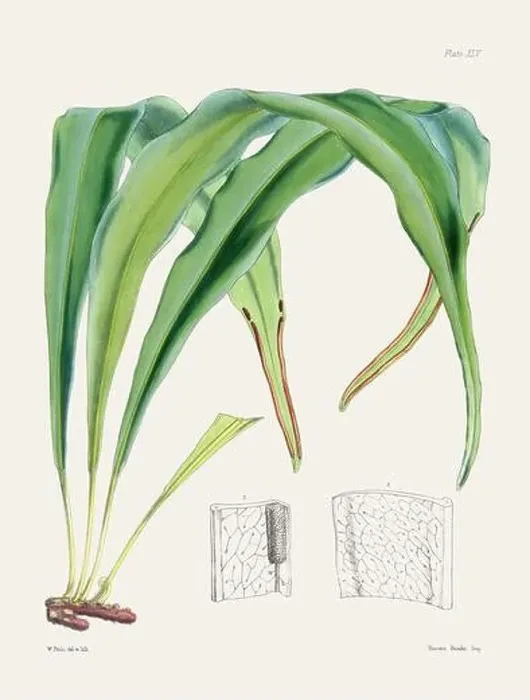 Framed Print : Vintage fern illustration. Botanical art from a book published in London, circa 1859 Framed Print : Vintage fern illustration. Botanical art from a book published in London, circa 1859