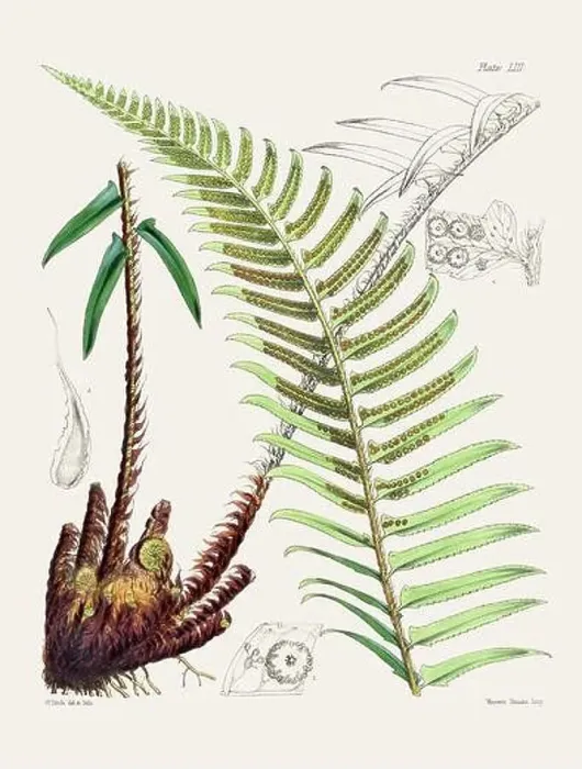 Framed Print : Vintage fern illustration. Botanical art from a book published in London, circa 1859 Framed Print : Vintage fern illustration. Botanical art from a book published in London, circa 1859