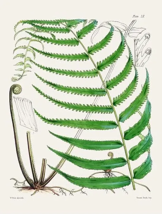 Framed Print : Vintage fern illustration. Botanical art from a book published in London, circa 1859 Framed Print : Vintage fern illustration. Botanical art from a book published in London, circa 1859