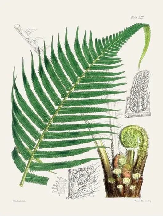 Framed Print : Vintage fern illustration. Botanical art from a book published in London, circa 1859 Framed Print : Vintage fern illustration. Botanical art from a book published in London, circa 1859
