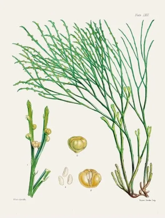 Framed Print : Vintage fern illustration. Botanical art from a book published in London, circa 1859 Framed Print : Vintage fern illustration. Botanical art from a book published in London, circa 1859