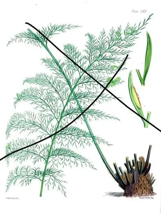 Framed Print : Vintage fern illustration. Botanical art from a book published in London, circa 1859 Framed Print : Vintage fern illustration. Botanical art from a book published in London, circa 1859