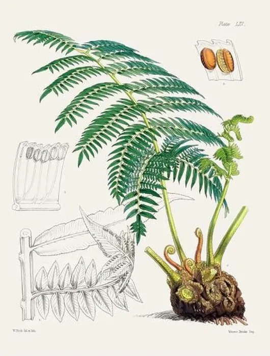 Framed Print : Vintage fern illustration. Botanical art from a book published in London, circa 1859 Framed Print : Vintage fern illustration. Botanical art from a book published in London, circa 1859