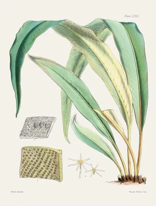 Framed Print : Vintage fern illustration. Botanical art from a book published in London, circa 1859 Framed Print : Vintage fern illustration. Botanical art from a book published in London, circa 1859