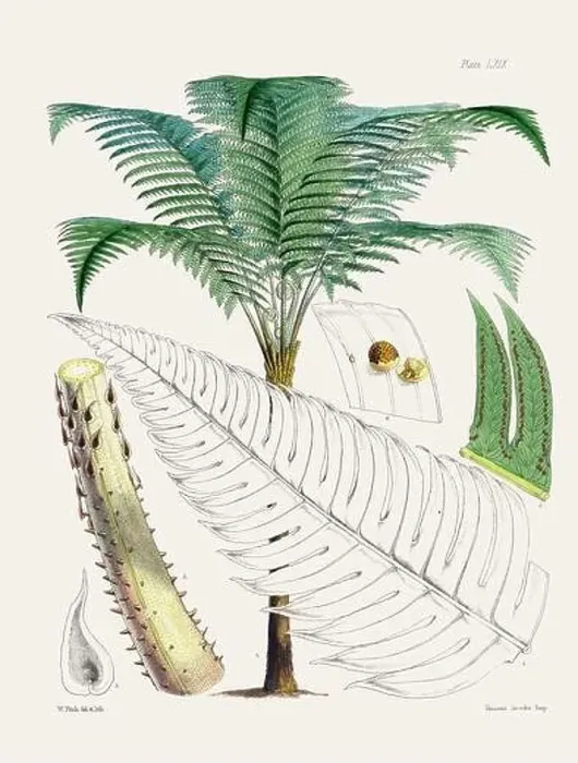 Framed Print : Vintage fern illustration. Botanical art from a book published in London, circa 1859 Framed Print : Vintage fern illustration. Botanical art from a book published in London, circa 1859